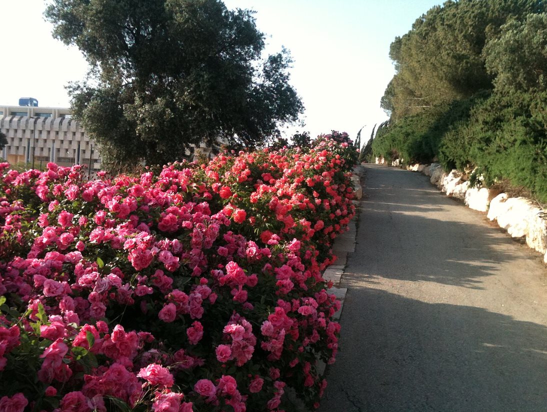 גן הוורדים. צילום: Bachrach44 גן הוורדים. צילום: Bachrach44