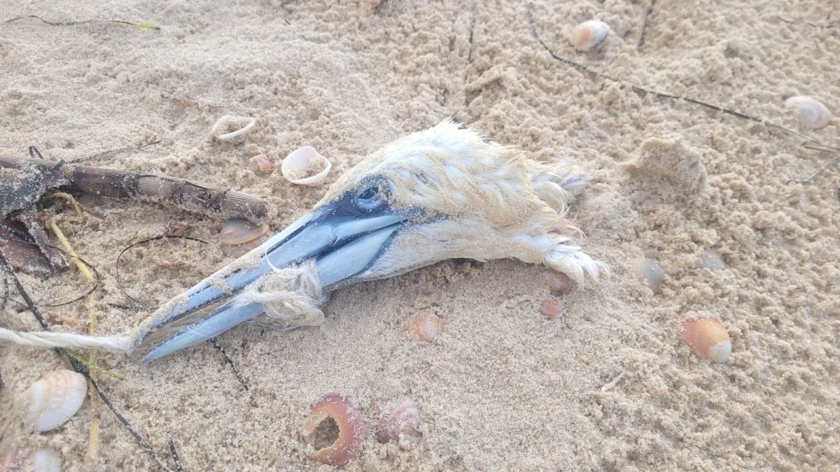 קרדיט דפנה קלומק מתנדבת רשות הטבע והגנים קרדיט דפנה קלומק מתנדבת רשות הטבע והגנים