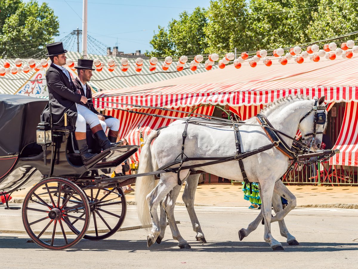 שקר הסוס | אילוסטרציה shutterstock