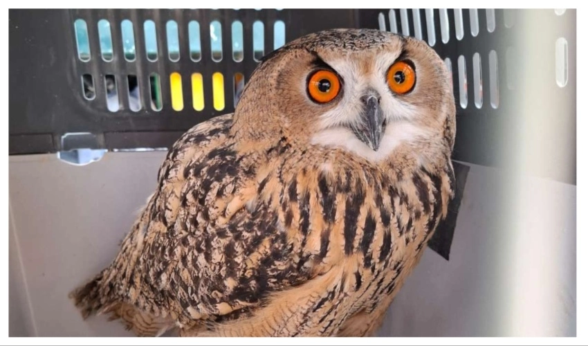 האוח בכלוב | רשות הטבע והגנים