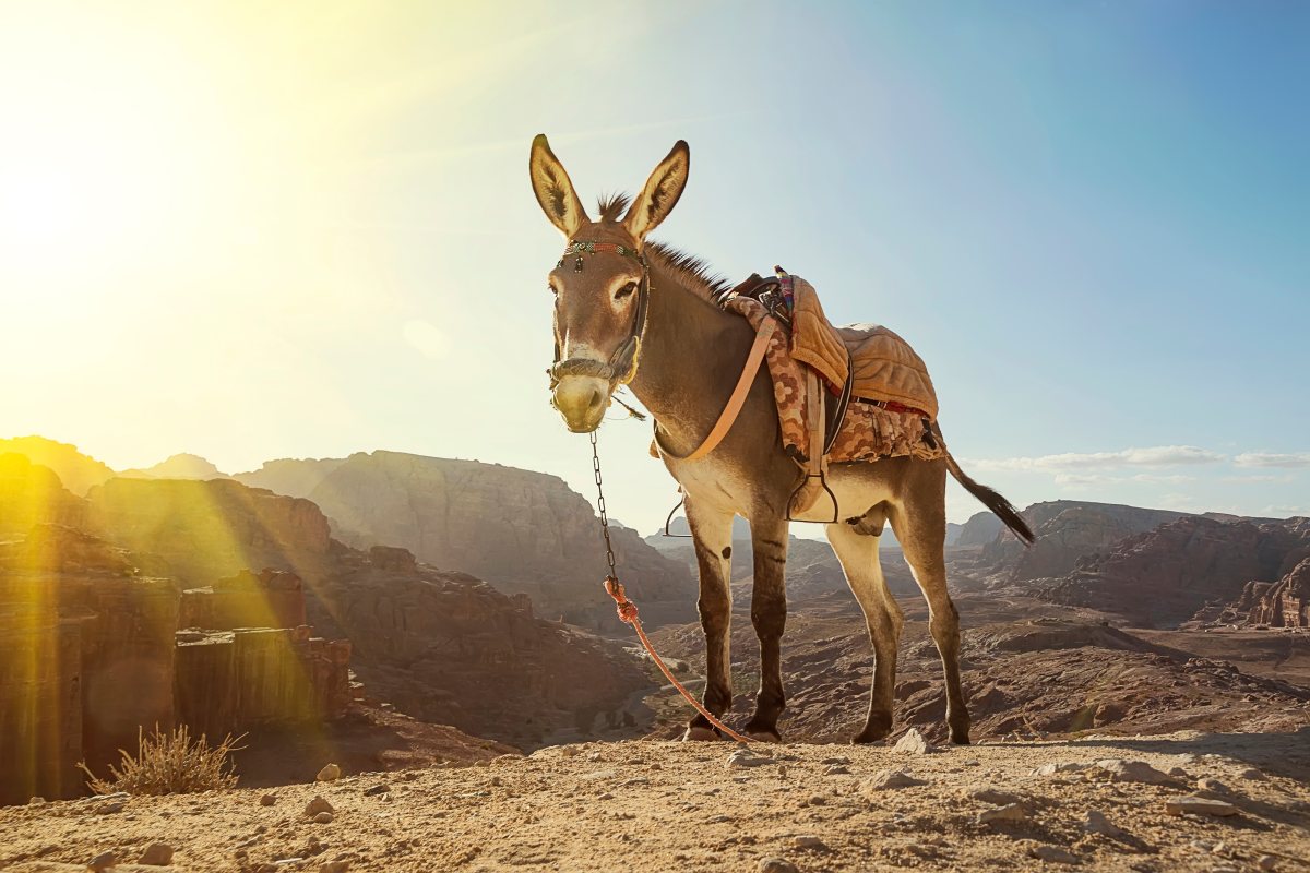 חמור חמורתיים | אילוסטרציה shutterstock