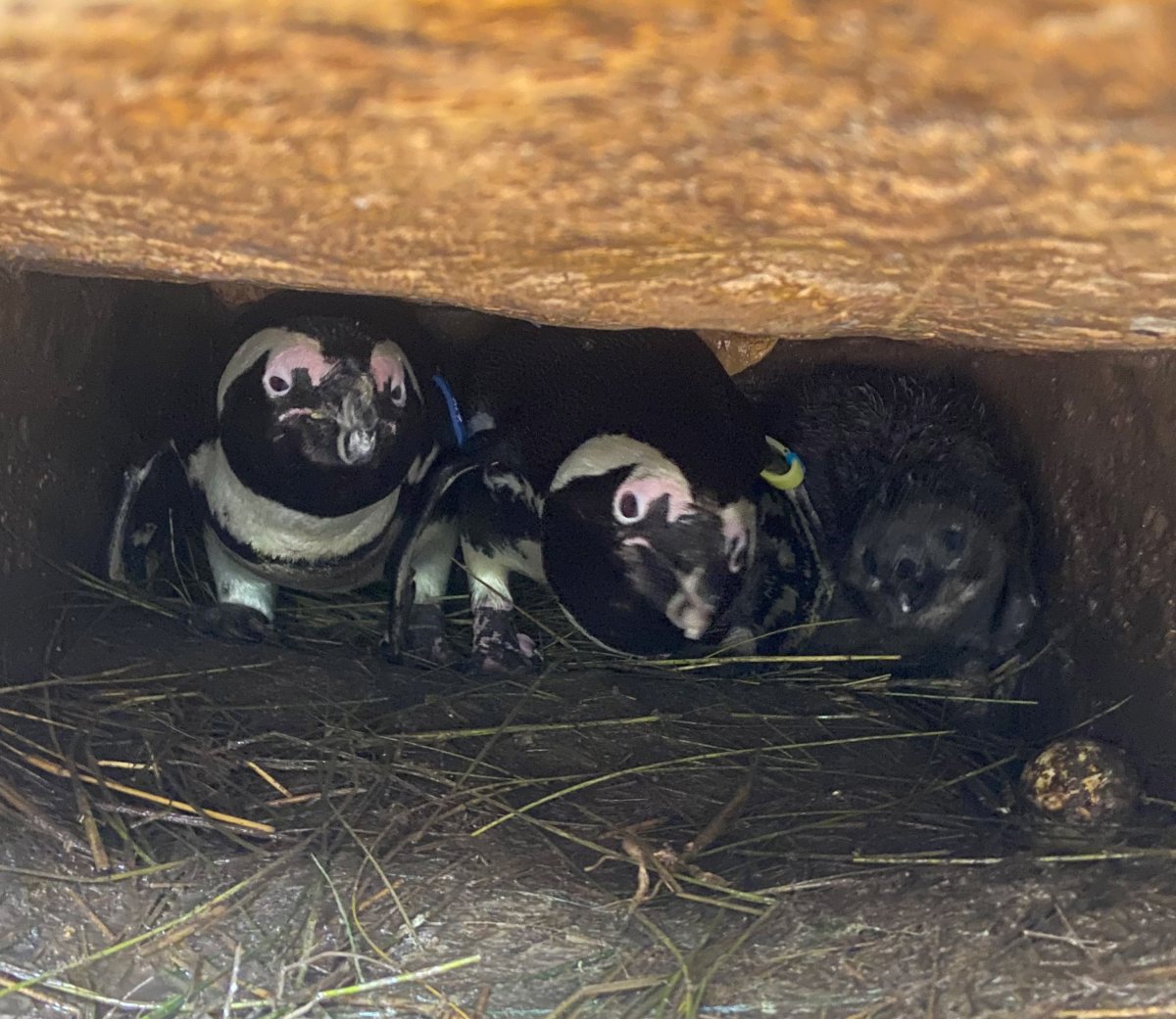 הגוזל החדש בגן החיות: הילית שולב