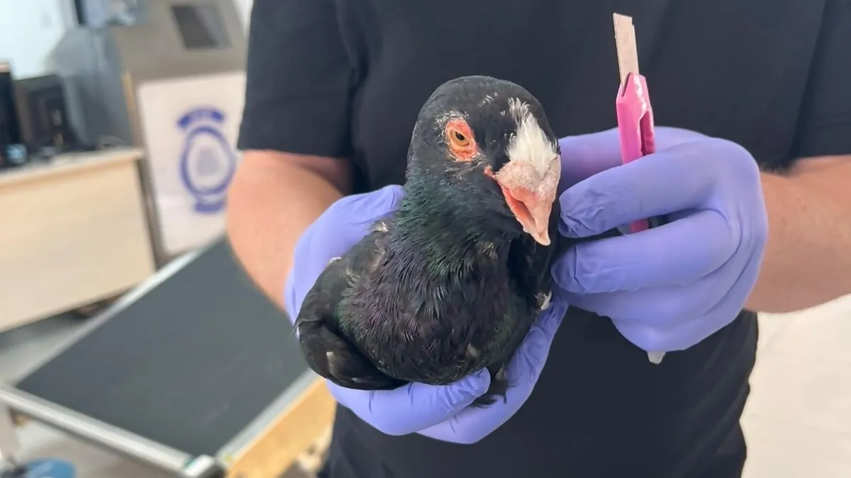 מחלצים את היונים | רשות המסים