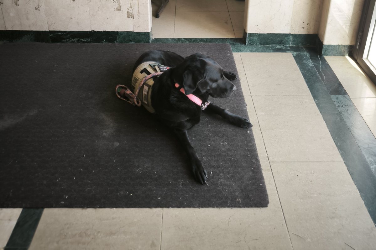 הכלב בפתח בית הכנסת | ירושלים החרדית