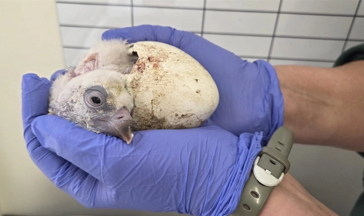 הגוזל המקראי | חגית אלבז