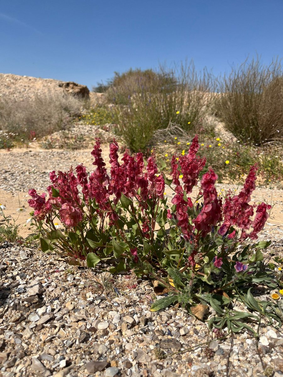 פריחה במדבר. גמיל אטרש, רטג