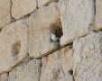 סיסי הכותל | shutterstock