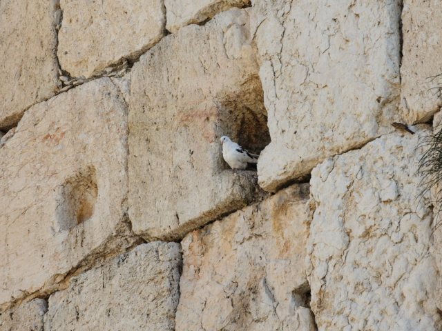 סיסי הכותל | shutterstock