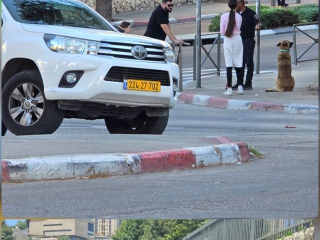הכלבים המשוטטים | עדכוני רמות