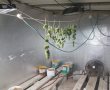 נחשפה מעבדת הידרו ובה 480 שתילי קנאביס לא חוקי בשטח מועצה אזורית חוף אשקלון