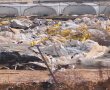 הממשלה אישרה: 42 מיליון שקלים לטיפול במפגעים סביבתיים ביישובי הבדואים בנגב
