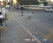 הצעיר החילוני שיסה את כלבו בילדים החסידים; שלושה ננשכו (וידאו קשה לצפיה)