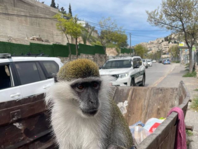 הקוף הנטוש | רשות הטבע והגנים