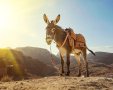 חמור חמורתיים | אילוסטרציה shutterstock