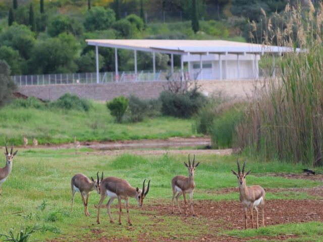 עמק הצבאים בירושלים | שינוי השם