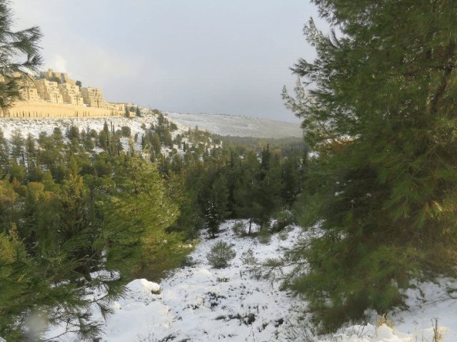 יער מיר בירושלים | קק"ל