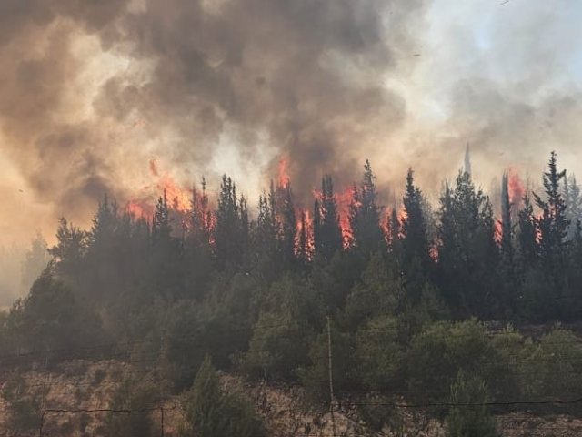 השריפה בהרי ירושלים. צילום: דוברות כבאות והצלה
