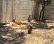 מורעבים וקשורים: המשטרה הצילה כלבים חסרי ישע בתל שבע