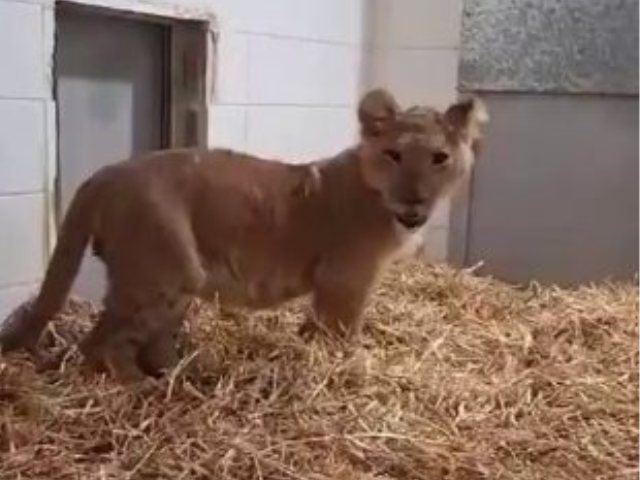 גור האריות שנתפס באבו דיס | רשות הטבע והגנים