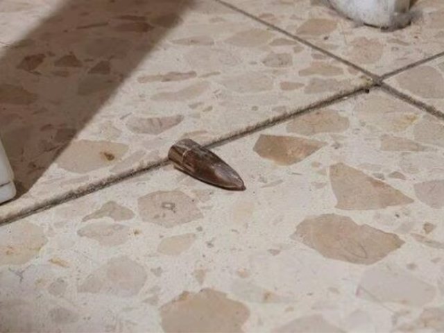 קליע תועה (אילוסטרציה). פרסום לפי סעיף 27א לחוק זכויות יוצרים