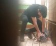 בית המשפט חזר בו וקבע: לא להחזיר את הכלבות לידיו של המתעלל
