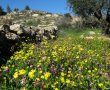 ט"ו בשבט עם בשורה לאילנות: יאסרו שימוש בחומרי הדברה מבוססי גלייפוסט בירושלים