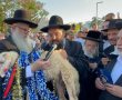 מעמד מרהיב באשדוד: "פדיון פטר חמור"