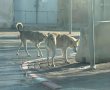 תושבים בבאר שבע ננשכו על ידי כלבים משוטטים וטוענים: "מפחדים לטייל בחוץ''