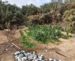 המשטרה הביאה לתפיסה בשל כ4,770 שתילי קנאביס לא חוקי ביישובי  הדרום 