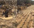 המשטרה פשטה על מתחם גידול קנאביס ענק בנגב